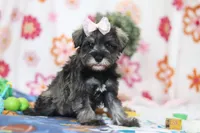 Quincy, a female Miniature Schnauzer for sale in Fresno, OH – Photo 3 of 5