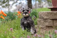 Quincy, a female Miniature Schnauzer for sale in Fresno, OH – 4 of 5