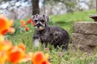 Quincy, a female Miniature Schnauzer for sale in Fresno, OH – 2 of 5