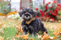 Everest, a male Miniature Schnauzer for sale in Fresno, OH – 5 of 7