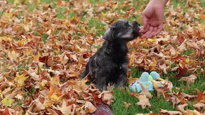 Theo, a male Miniature Schnauzer for sale in Fresno, OH – 8 of 8