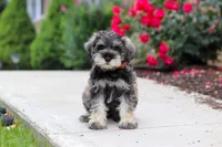 Charlie, a male Miniature Schnauzer for sale in Fresno, OH – 3 of 10