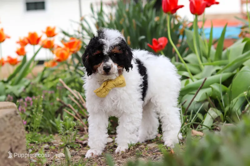 Crue – Poodle - Miniature  puppy for sale in Fresno, OH