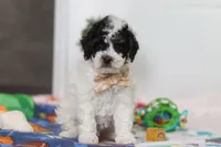 Crue, a male Poodle - Miniature  for sale in Fresno, OH – Photo 2 of 5