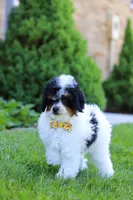 Crue, a male Poodle - Miniature  for sale in Fresno, OH – 2 of 6