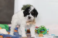 Crue, a male Poodle - Miniature  for sale in Fresno, OH – Photo 5 of 5