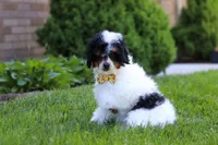 Crue, a male Poodle - Miniature  for sale in Fresno, OH – 4 of 6