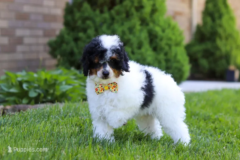 Crue – Poodle - Miniature  puppy for sale in Fresno, OH