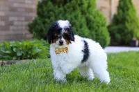 Crue, a male Poodle - Miniature  for sale in Fresno, OH – 1 of 6