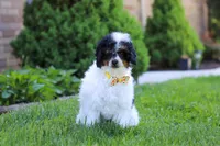 Crue, a male Poodle - Miniature  for sale in Fresno, OH – 3 of 6