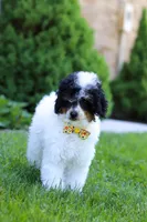 Crue, a male Poodle - Miniature  for sale in Fresno, OH – 5 of 6