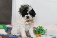 Crue, a male Poodle - Miniature  for sale in Fresno, OH – Photo 1 of 5