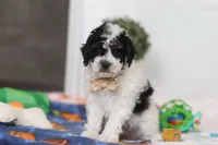 Crue, a male Poodle - Miniature  for sale in Fresno, OH – Photo 3 of 5