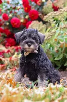 Otis, a male Miniature Schnauzer for sale in Fresno, OH – 3 of 7