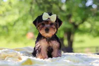 Miley, a female Yorkshire Terrier for sale in Fresno, OH – 7 of 10