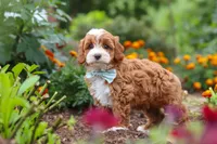 Lane, a male Cavapoo for sale in Fresno, OH – 2 of 10