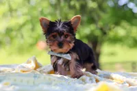 Drake, a male Yorkshire Terrier for sale in Fresno, OH – 3 of 10