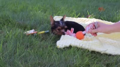 Mason, a male Yorkshire Terrier for sale in Fresno, OH – 10 of 10