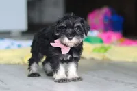 Daisy, a female Miniature Schnauzer for sale in Fresno, OH – 9 of 10