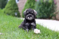 Callie, a female Miniature Schnauzer for sale in Fresno, OH – 2 of 6