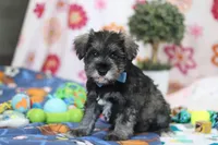Rio , a male Miniature Schnauzer for sale in Fresno, OH – Photo 2 of 5