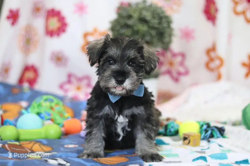 Rio  – Miniature Schnauzer puppy for sale in Fresno, OH