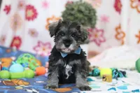 Rio , a male Miniature Schnauzer for sale in Fresno, OH – Photo 1 of 5