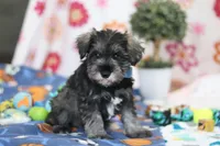 Rio , a male Miniature Schnauzer for sale in Fresno, OH – Photo 3 of 5