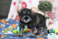 Rio , a male Miniature Schnauzer for sale in Fresno, OH – Photo 4 of 5