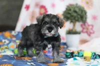 Rio , a male Miniature Schnauzer for sale in Fresno, OH – Photo 5 of 5