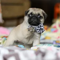 Poppy , a female Pug for sale in Fresno, OH – Photo 2 of 8