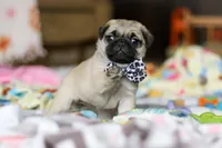 Poppy , a female Pug for sale in Fresno, OH – Photo 2 of 8