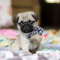 Poppy , a female Pug for sale in Fresno, OH – Photo 3 of 8