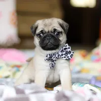 Poppy , a female Pug for sale in Fresno, OH – Photo 6 of 8