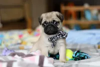 Poppy , a female Pug for sale in Fresno, OH – Photo 7 of 8