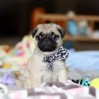 Poppy , a female Pug for sale in Fresno, OH – Photo 4 of 8