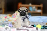 Poppy , a female Pug for sale in Fresno, OH – Photo 4 of 8