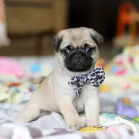 Poppy , a female Pug for sale in Fresno, OH – Photo 5 of 8