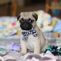 Poppy , a female Pug for sale in Fresno, OH – Photo 8 of 8