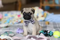 Poppy , a female Pug for sale in Fresno, OH – Photo 8 of 8