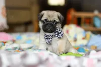 Poppy , a female Pug for sale in Fresno, OH – Photo 1 of 8