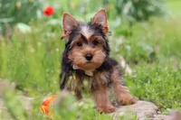 Cora, a female Yorkshire Terrier for sale in Fresno, OH – 5 of 10
