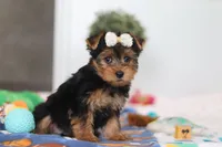 Cora, a female Yorkshire Terrier for sale in Fresno, OH – Photo 2 of 5