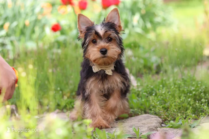 Cora – Yorkshire Terrier puppy for sale in Fresno, OH