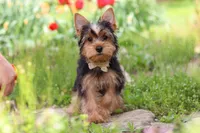 Cora, a female Yorkshire Terrier for sale in Fresno, OH – 1 of 10