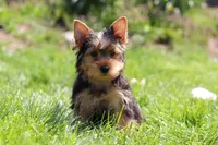 Cora, a female Yorkshire Terrier for sale in Fresno, OH – 2 of 10