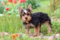 Cora, a female Yorkshire Terrier for sale in Fresno, OH – 4 of 10