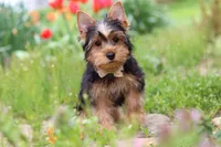 Cora, a female Yorkshire Terrier for sale in Fresno, OH – 6 of 10