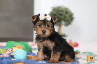 Cora, a female Yorkshire Terrier for sale in Fresno, OH – Photo 3 of 5