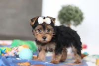Cora, a female Yorkshire Terrier for sale in Fresno, OH – Photo 5 of 5